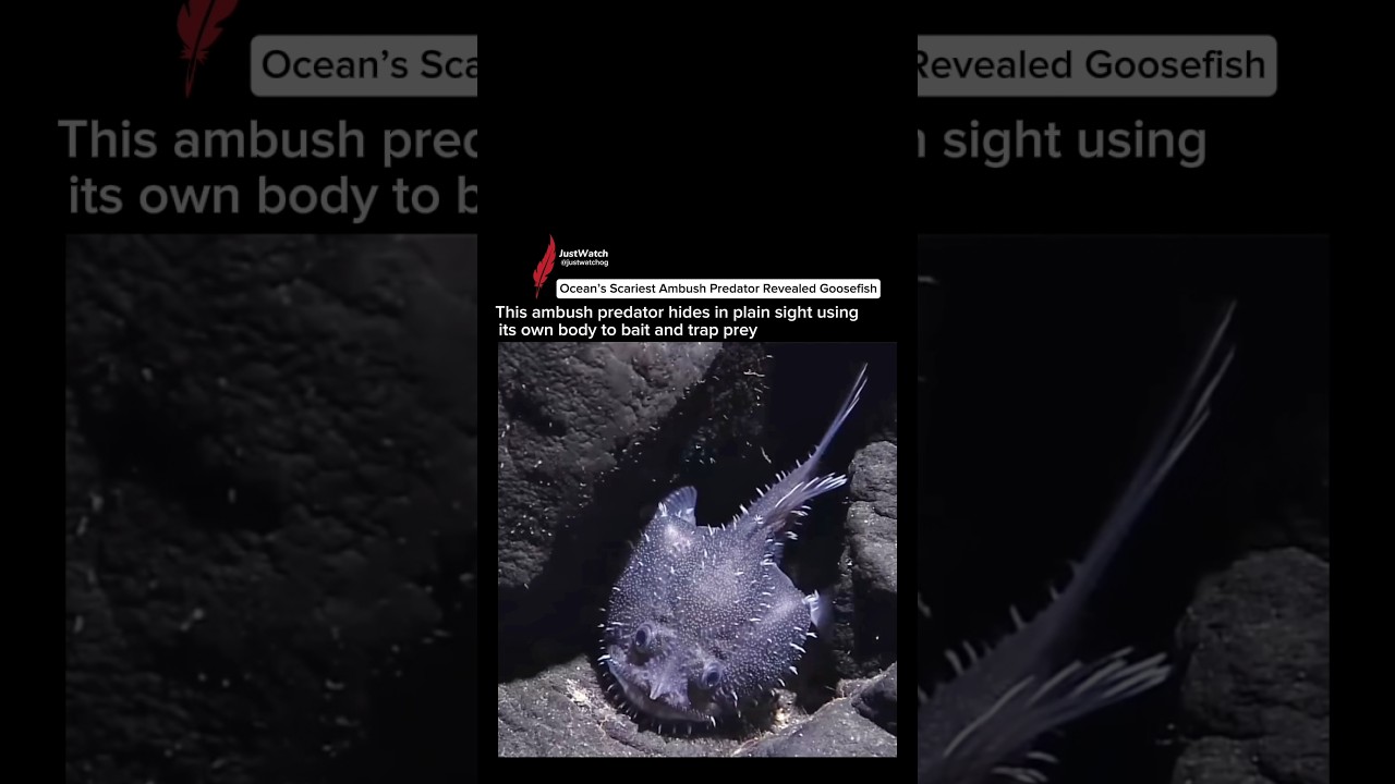 The Fish That Pretend to be Dead Goosefish #sealife  #goosefish #shorts