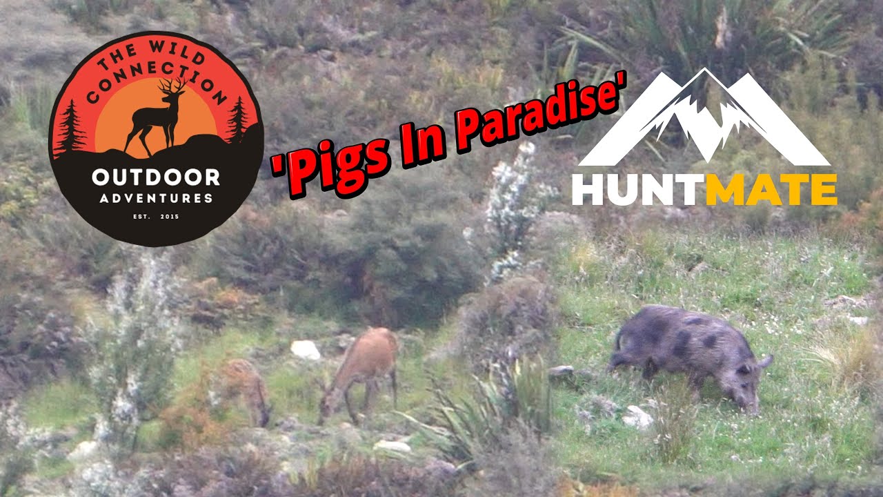 'Pigs in Paradise' - Overnight Hunt, Silverpeaks Dunedin, Otago