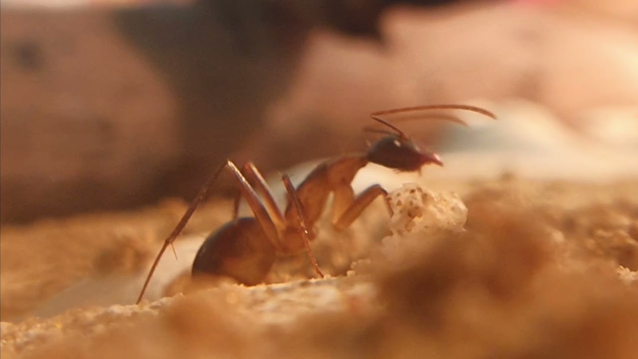 Camponotus fellah/Компанотус феллах. содержание.Рассказ о виде. часть 1