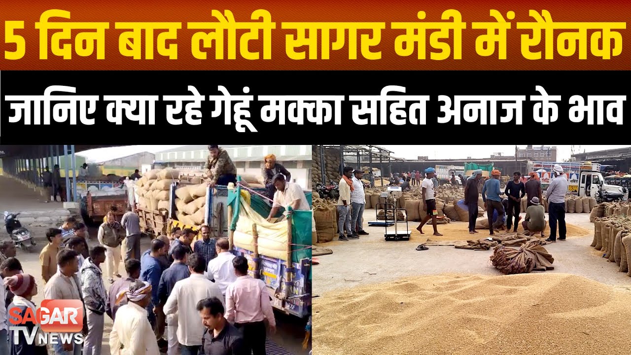 Sagar - 5 दिन बाद खुली कृषि मंडी में अनाज की बंपर आवक, जानिए क्या रहे मक्का गेहूं सोयाबीन के भाव