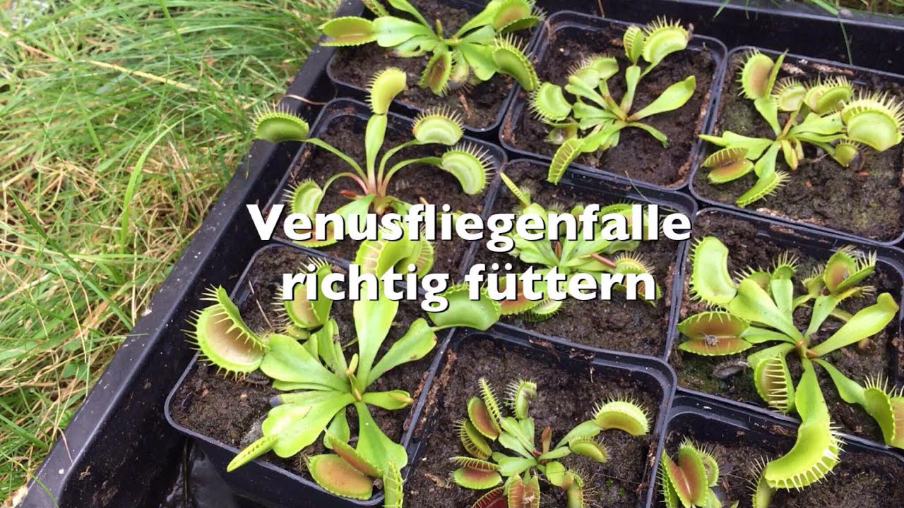 Venusfliegenfalle richtig füttern! | Fleischfressende Pflanzen mit Spinnen, Asseln usw. füttern
