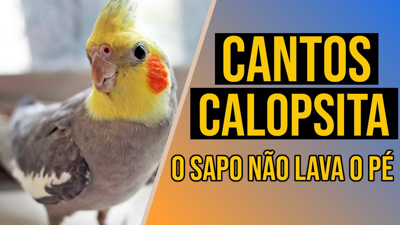 Canto de calopsita - Tema O Sapo Não Lava o Pé