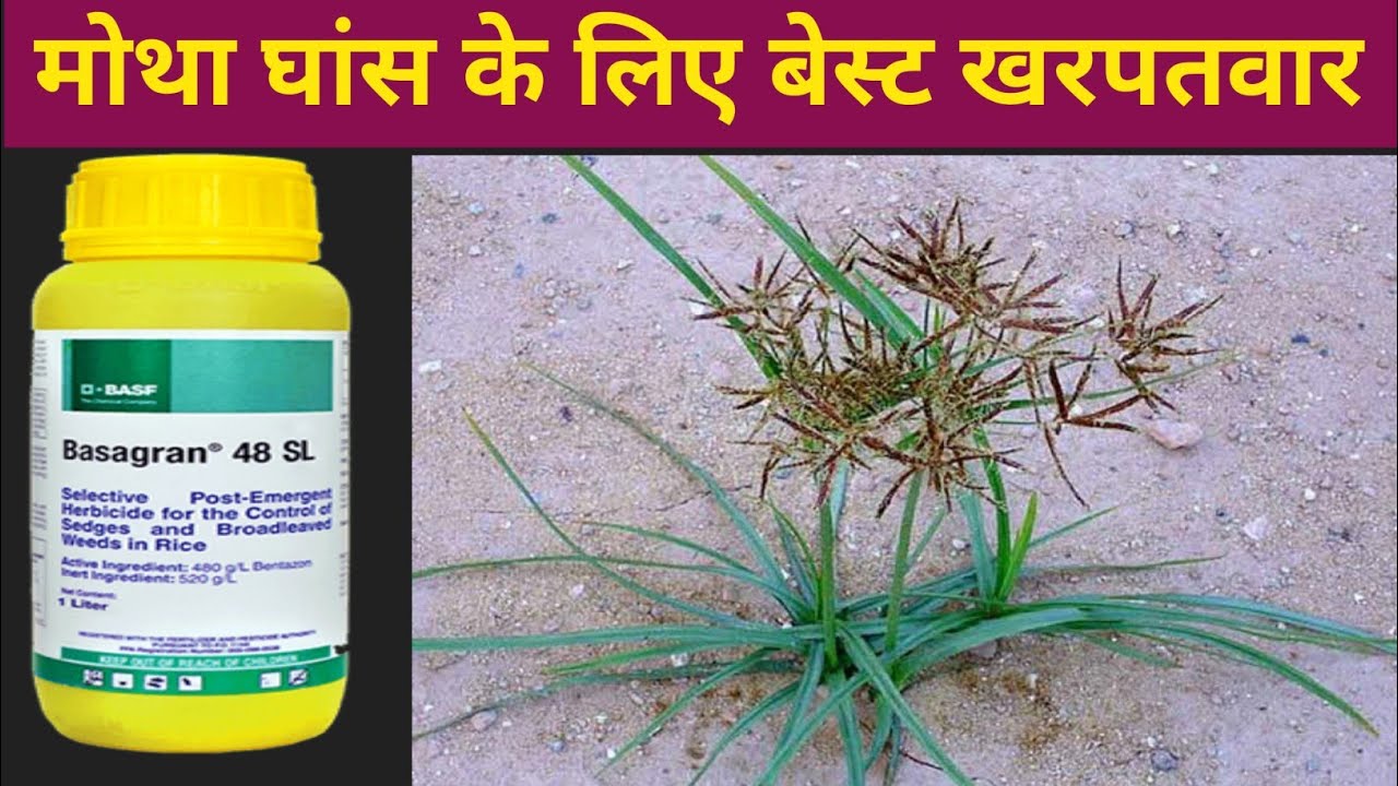 Basf Basagran Herbicide |Bentazone 480 g/L SL.| मोथा घास को कैसे रोके | Basf | MKCE