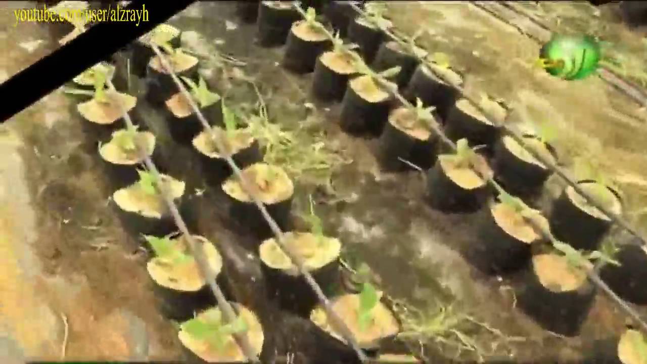 زراعة الموز مراحل انتاج شتلات الموز تحت الصوب