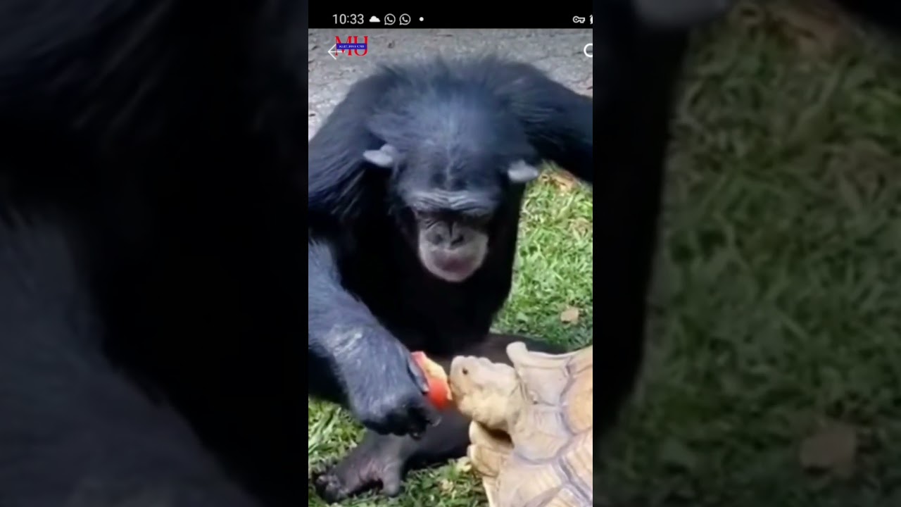 Monkey 🐒 eating together with  Turtle 🐢