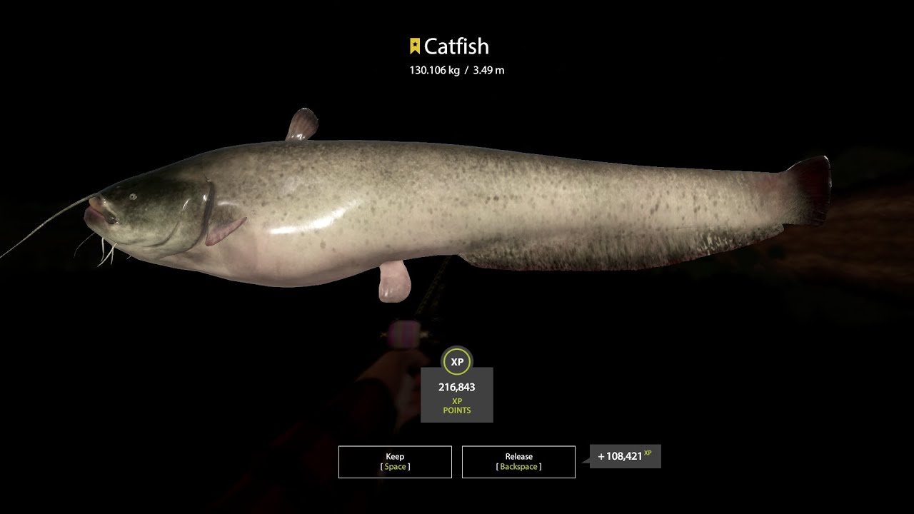 Russian Fishing 4 Trophy Catfish