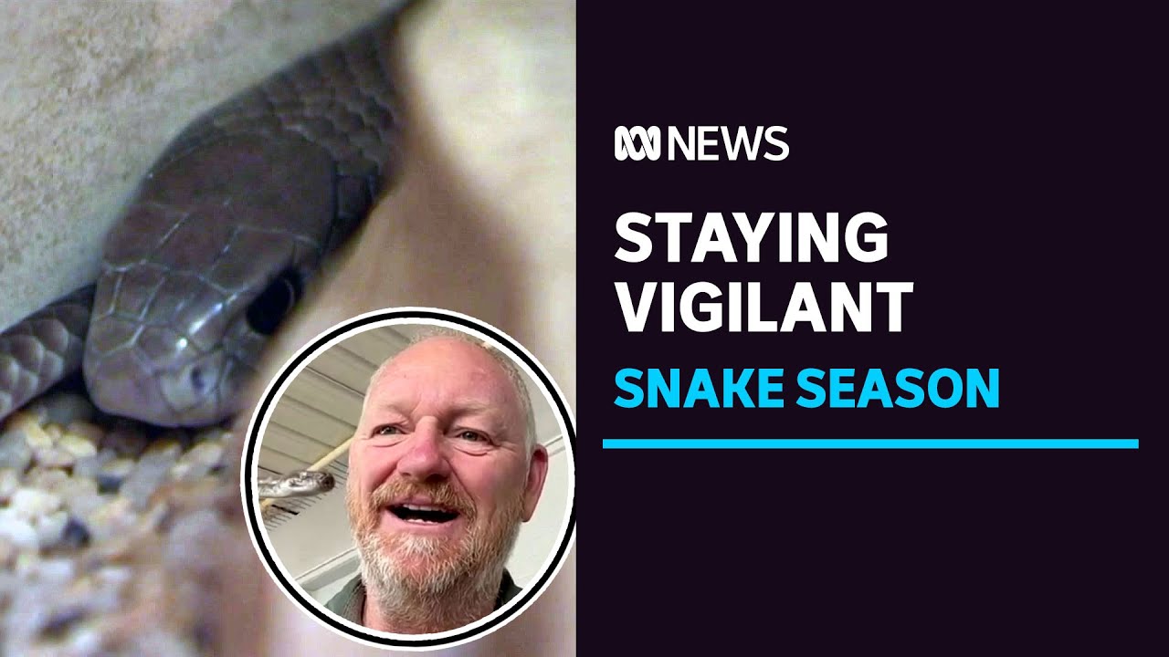 How to stop snakes hiding in your house this season | ABC News