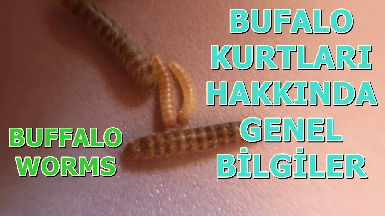 Bufalo Kurtları - Buffalo Worm Hakkında Bilgiler