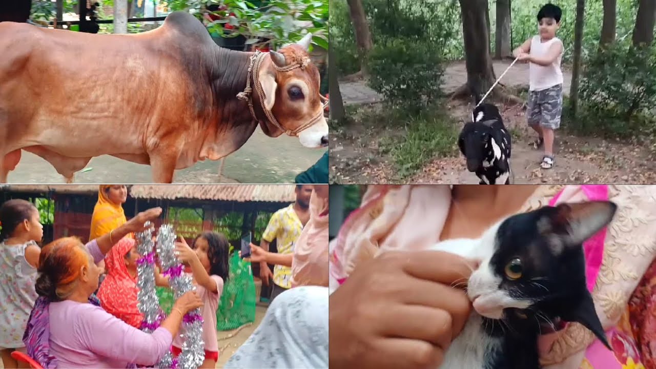 আলহামদুলিললাহ   কোরবানীর  গরু   কেনা  হয়ে   গেলো । 🐮#Qurbanicow