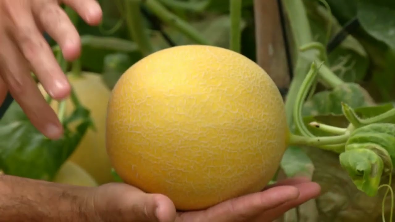 Sandías y melones de la colonia de Monte Algaida, en Sanlúcar de Barrameda