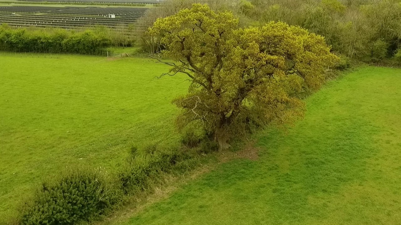 Wild Fox caught on Drone camera | DJI Phantom 4