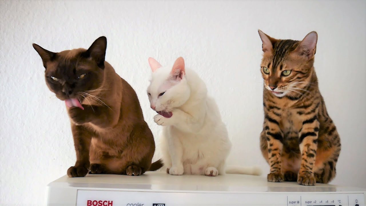 Siamese, Burmese & Bengal Cat Happy Grooming || Siam, Burma & Bengal Katze putzen sich zufrieden