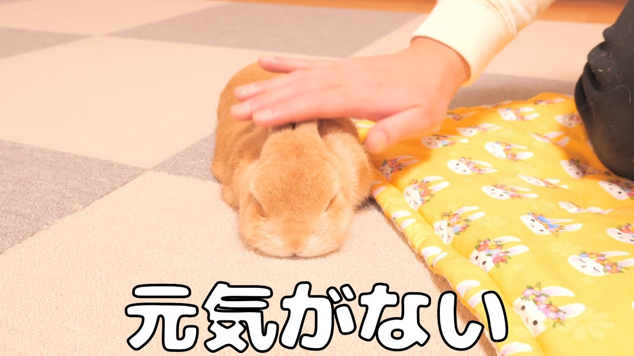 夜中に仕事から帰宅するとムギの元気がなくて心配になりました【No.1189】