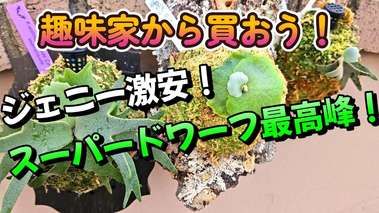 スーパードワーフ３つも買っちゃった！激安！ビカクシダ 品種紹介 ジェニー ジェイドガール ナノビザールプランツ P.willinckii Jade Girl Jenny Nano
