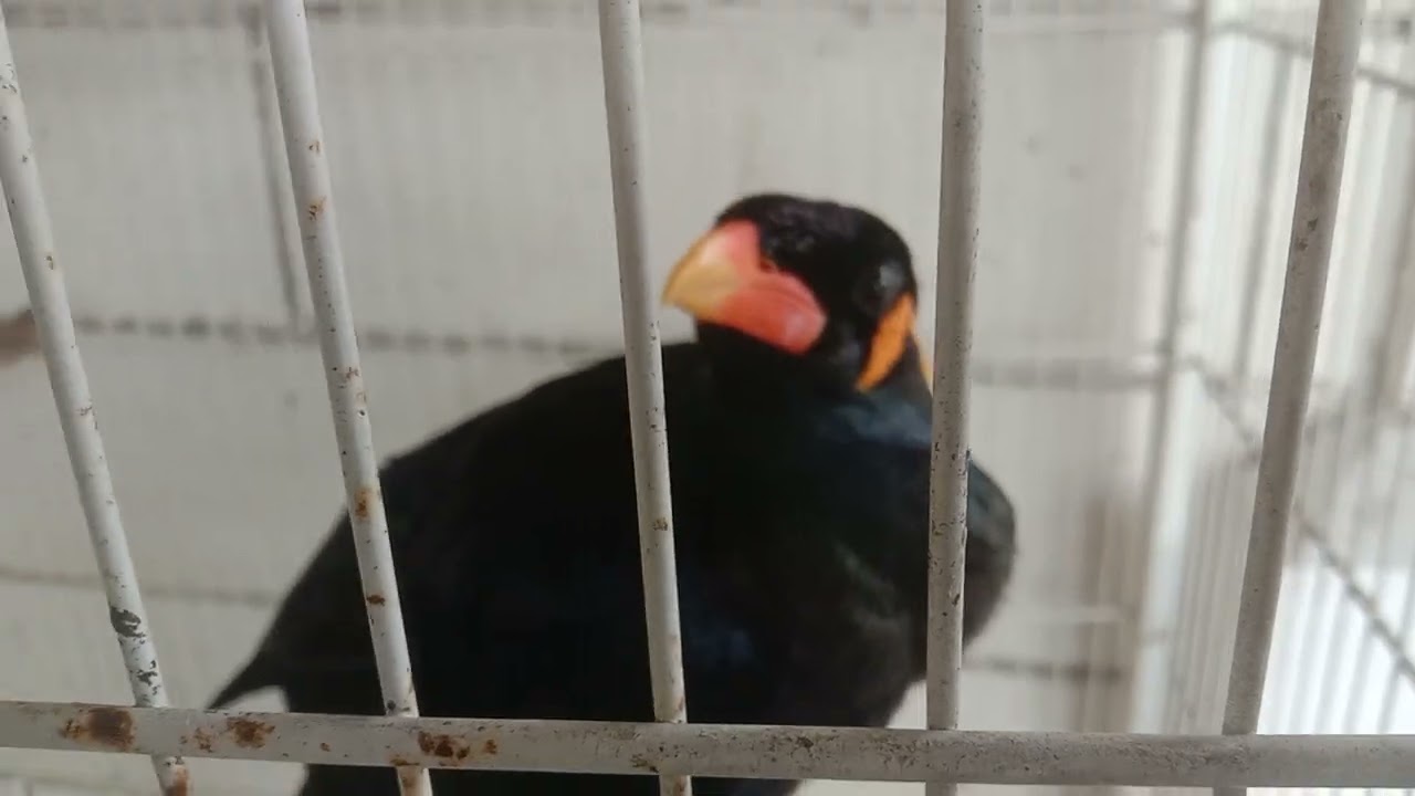 Iklan villa kebon satu