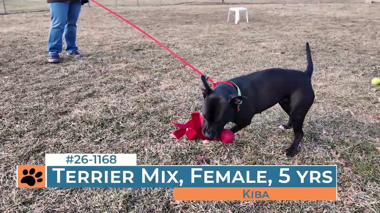 Kiba - 261168