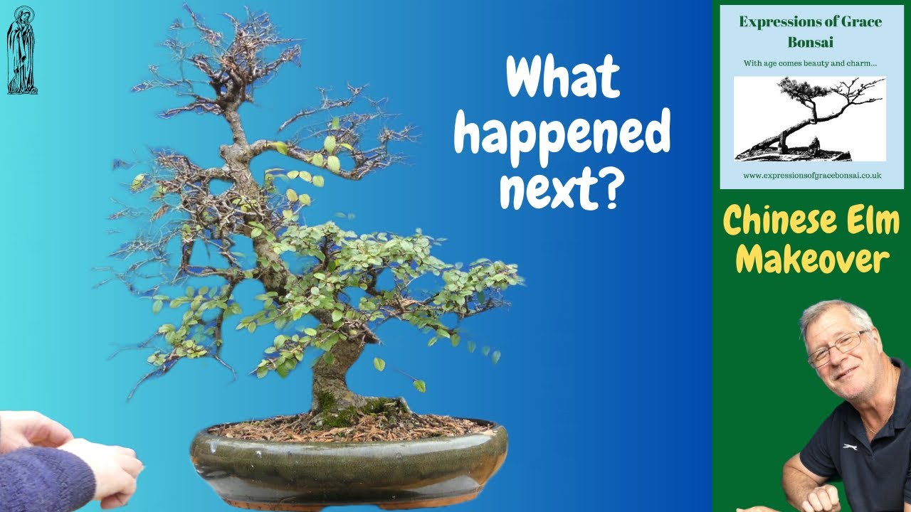Can a 40-Year-Old Chinese Elm Bonsai Be Saved?