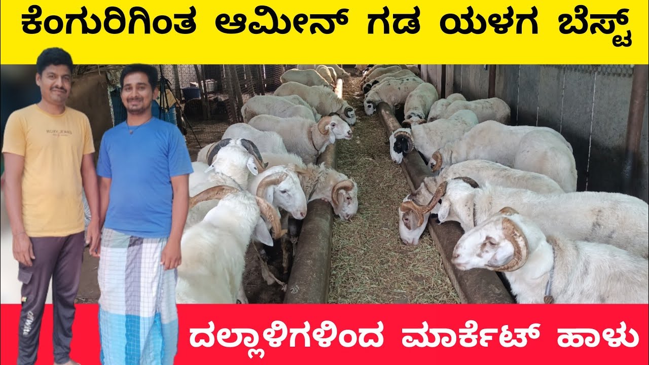 ಅಮೀನ್ ಗಡ ಯಳಗ ಟಗರು ಸಾಕಾಣಿಕೆಯ ಮಾಹಿತಿ | AMINGAD YALAGA SHEEP FARMING | AMINGAD SHEEP MARKET |