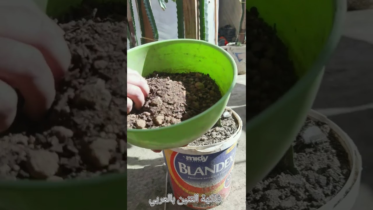 كيفية تفادي خسارة نبات🐲🐉 بعد تعفن الجذور أو حامل الطعم.How to Avoid Plant Loss After Roots Rotsor