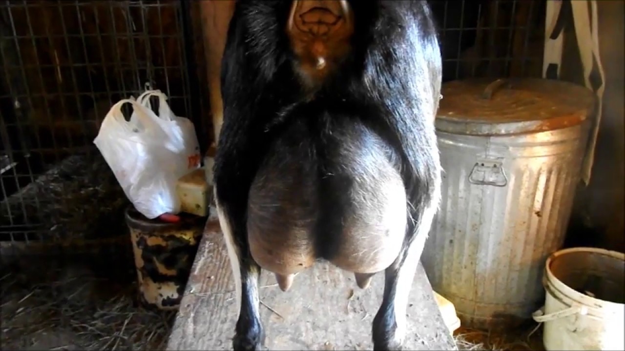 Homestead Dairy Goats:   What makes a good udder?  Nov 16
