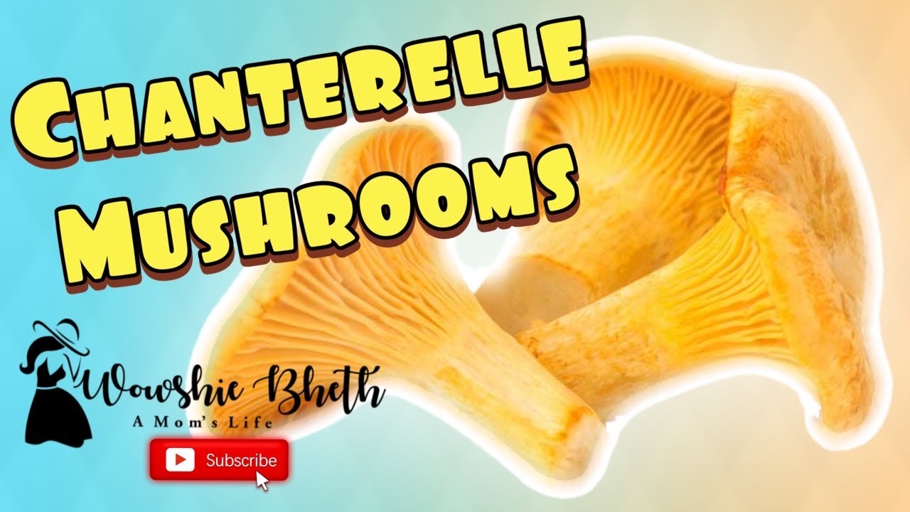 Wild Chanterelle Mushrooms || Ville Kantarell Sopp || Buskerud Halden Norway