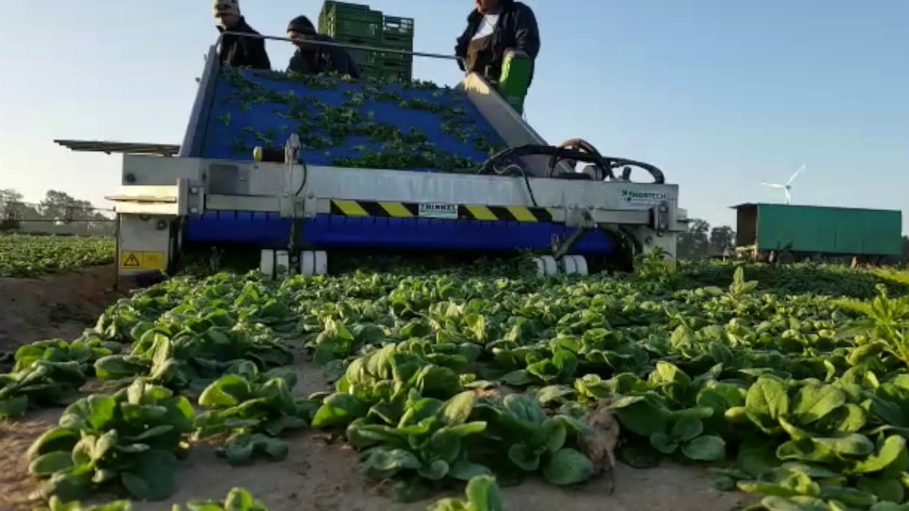 Feldsalat Ernte