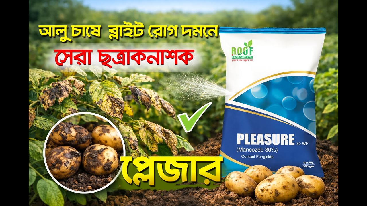 আলু চাষে ব্লাইট রোগ দমনে সেরা ছত্রাকনাশক প্লেজার ৮০ ডব্লিউপি | Pleasure 80 WP Mancozeb 80%