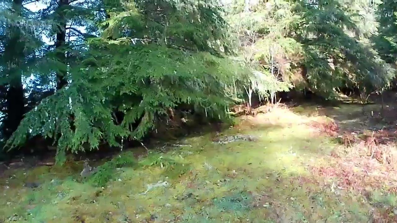 Walk around the graveyard to detour wolves