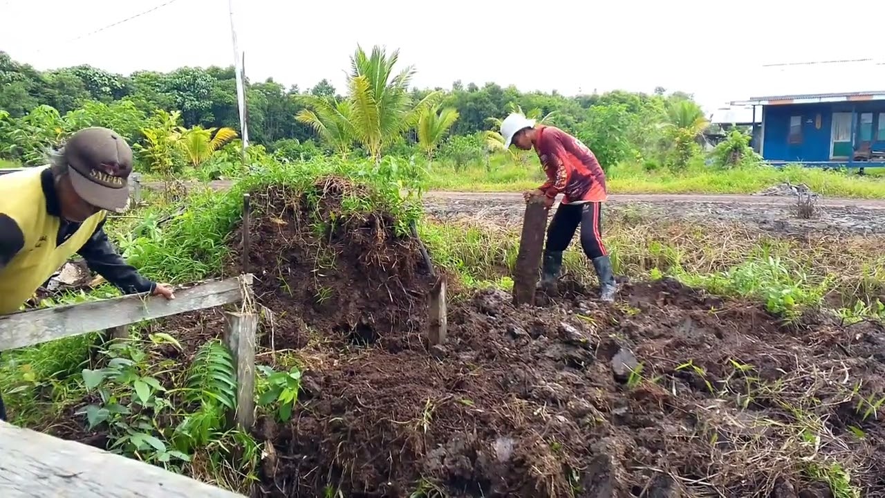 MERATAKAN TANGGUL LAHAN BARU (VIDIO LANJUTAN DI CHANEL @madrim125  )