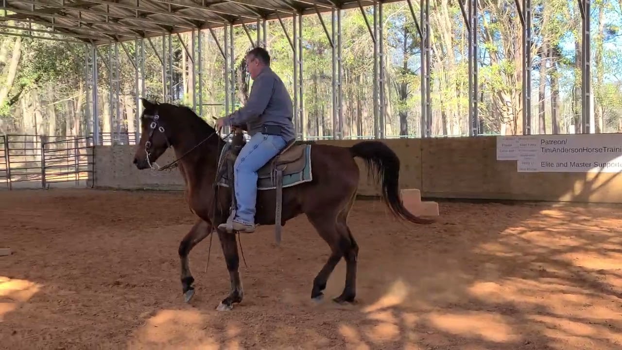 Sabre starting ranch training