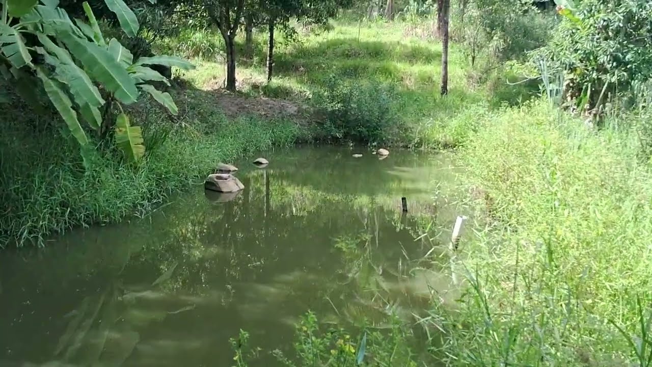 Linda chácara com várias  frutíferas  lagos e muito verde 