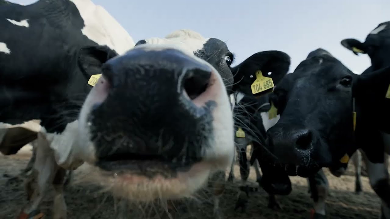 Сухостой: 60 дней, которые определяют всю лактацию