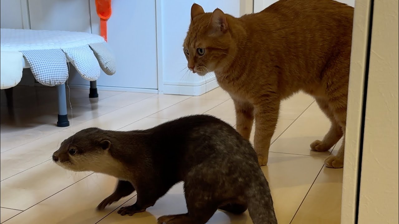 ドライアイスと、何があってもカワウソについていく子猫 Dry ice and a kitten that follow otter no matter what