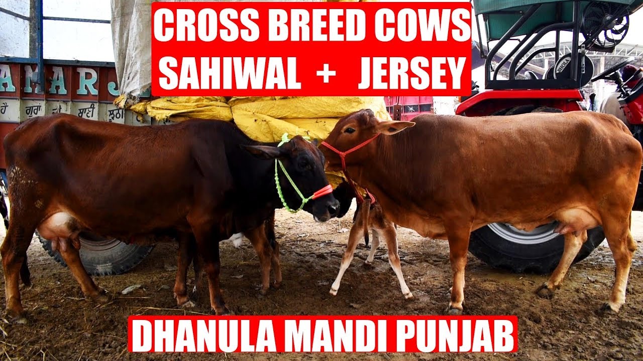 Cross Breed cows at Dhanaula Mandi Punjab India