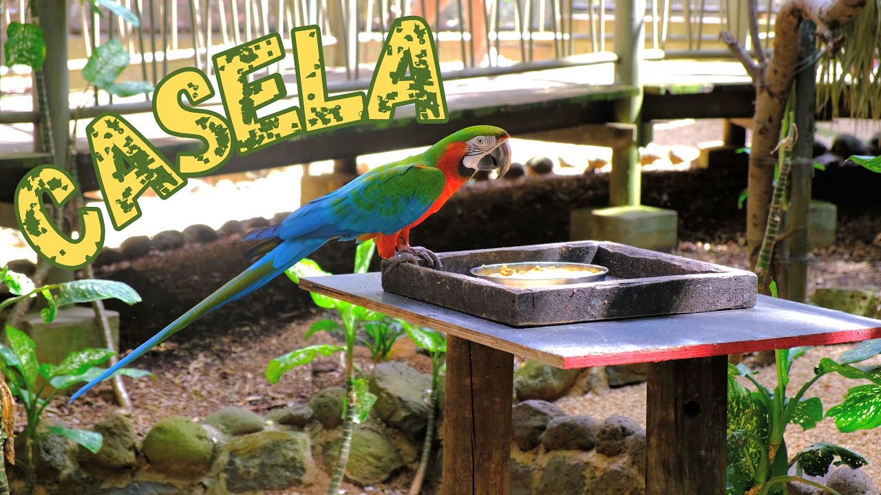 Casela | Tulawaka | Birds | Animals | Mauritius