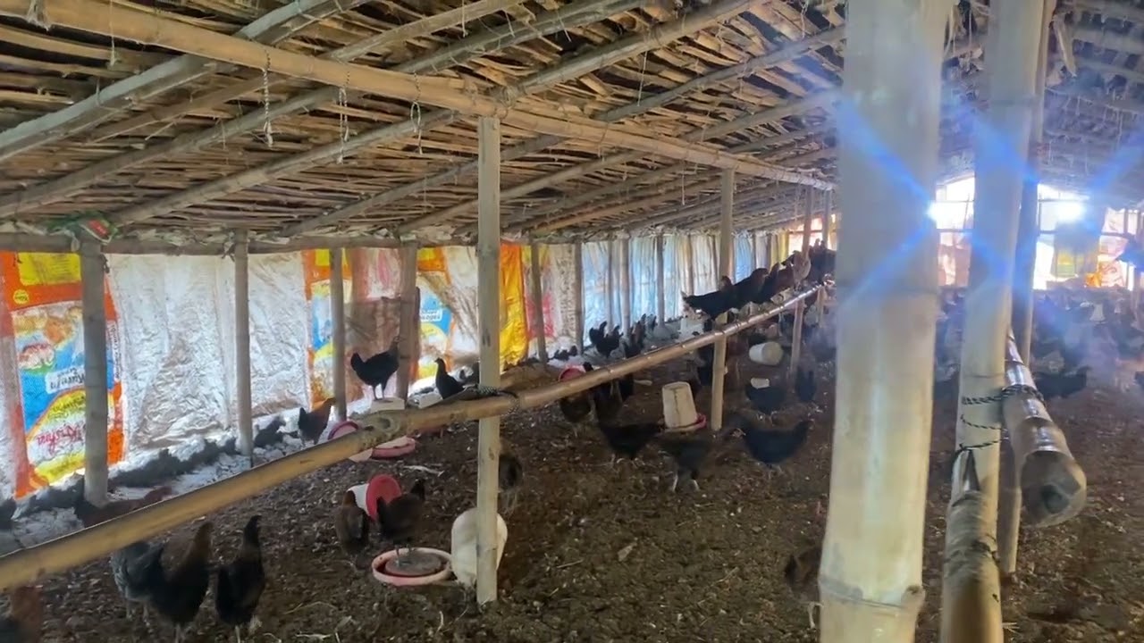 खूले में मुर्ग़ा पालन 