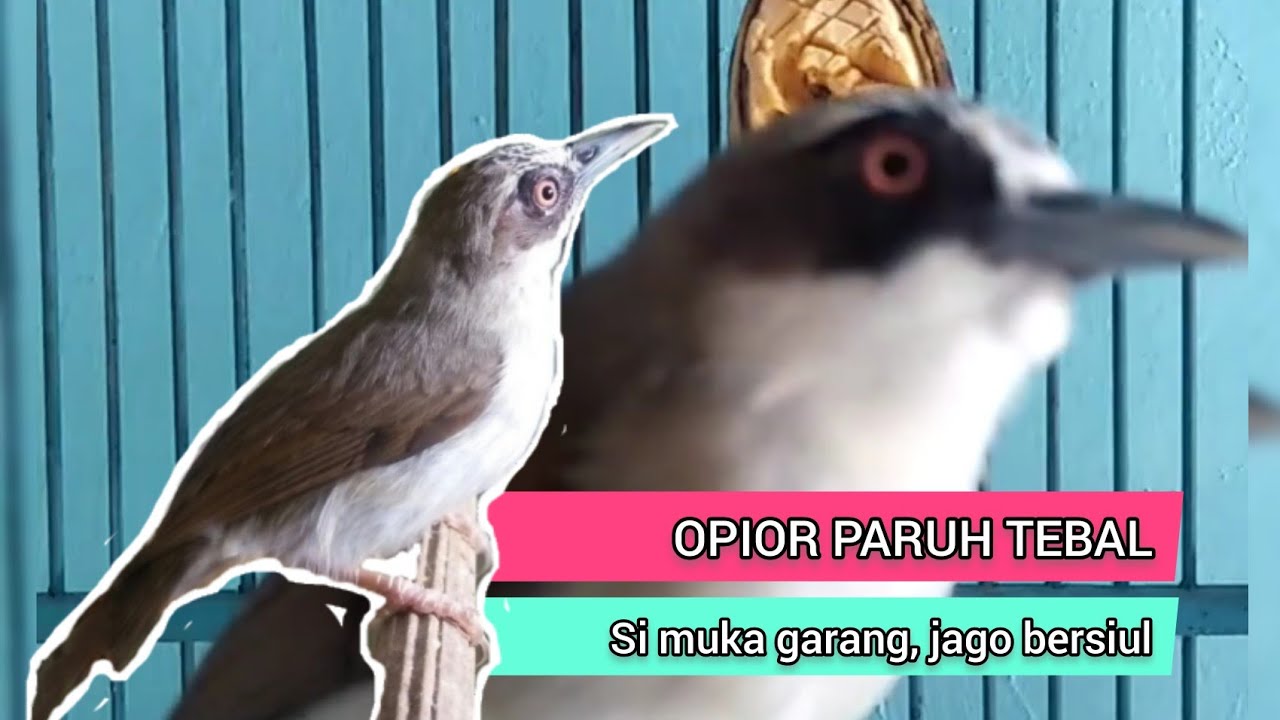 Opior Paruh Tebal, si Muka Garang yang Jago Bersiul