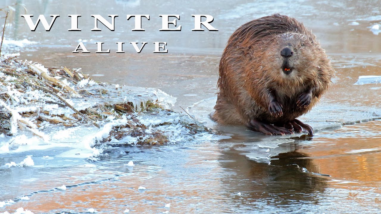 WINTER ALIVE