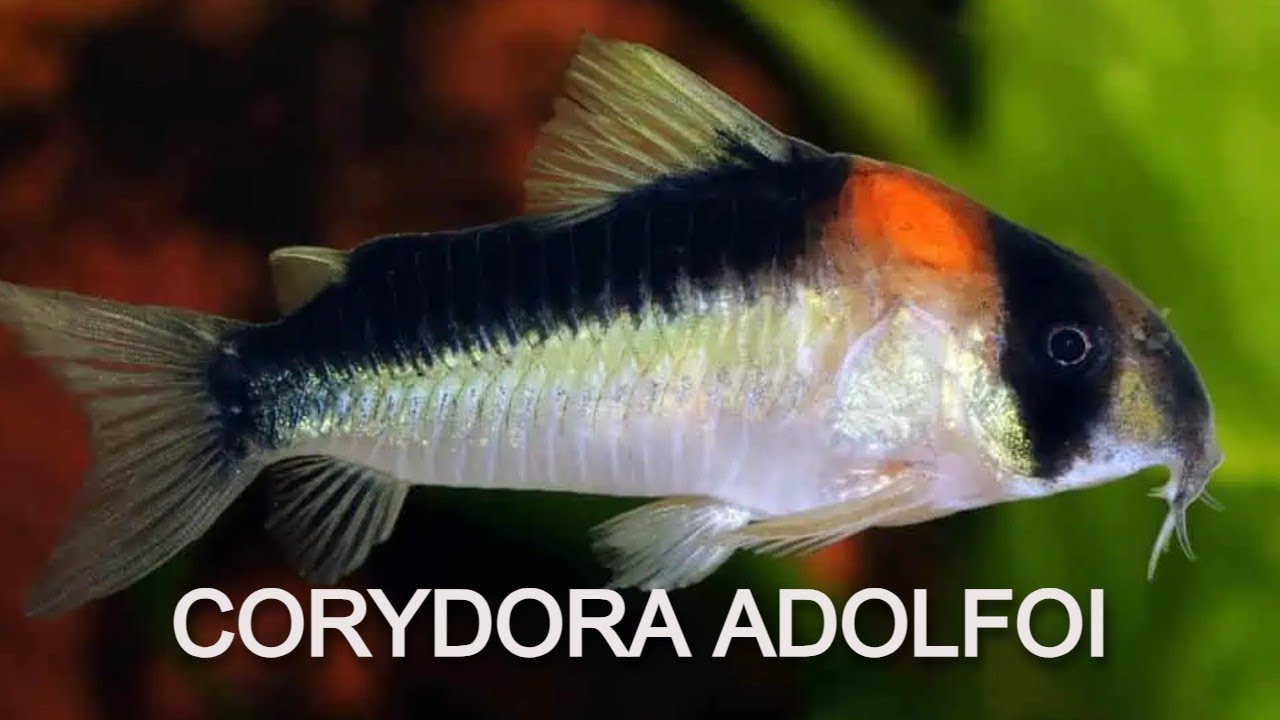 Hoplisoma Adolfoi (antes corydora)