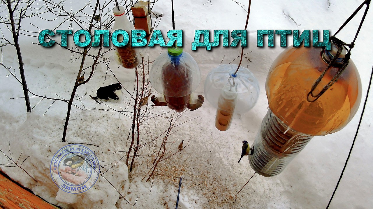 Кормушка для птиц 16 февраля 2026 года (07)