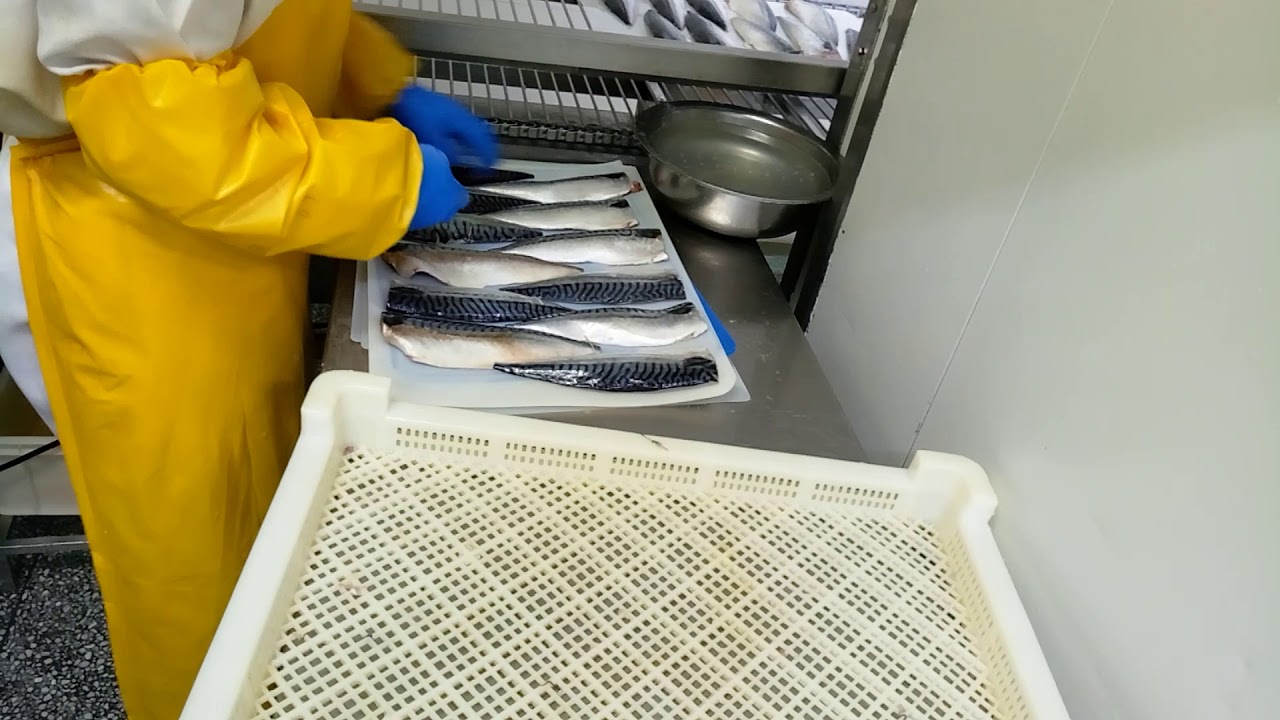 Atlantic Mackerel Fillet Processing 8   Kingsun Foods