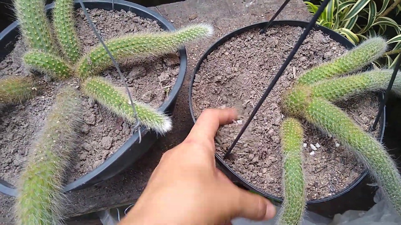 Como e quando faço a rega dos meus rabos de macaco