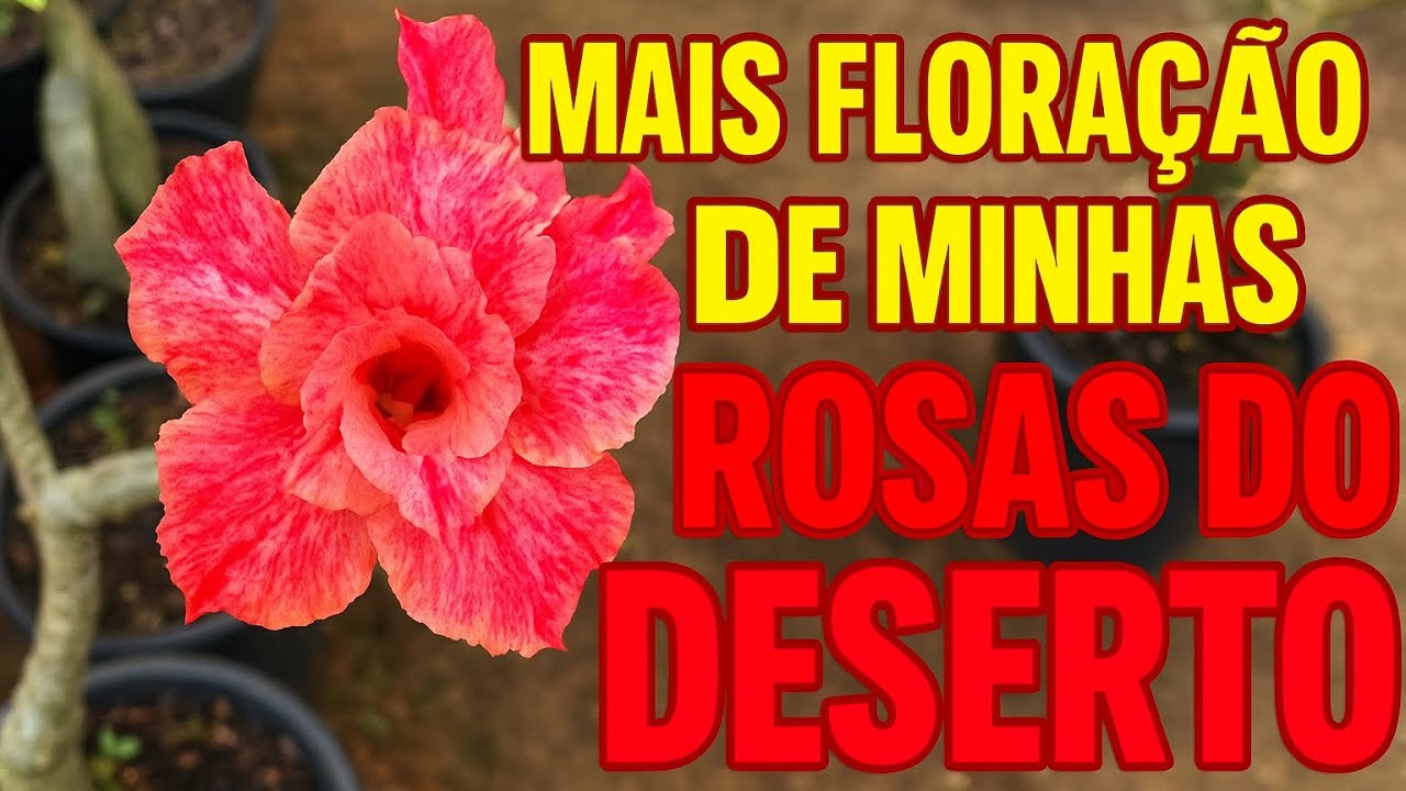  MAIS FLORAÇÃO DE MINHAS ROSAS DO DESERTO 🌸