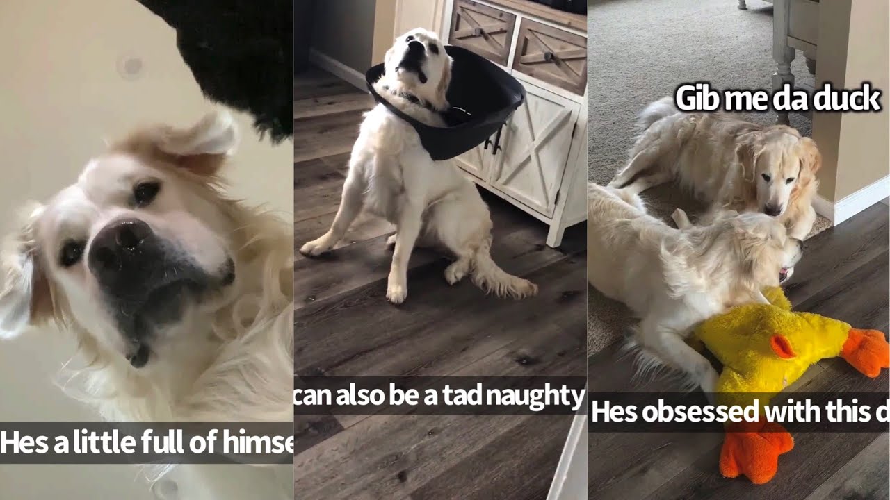 What It's Like Living With Charlie The Golden