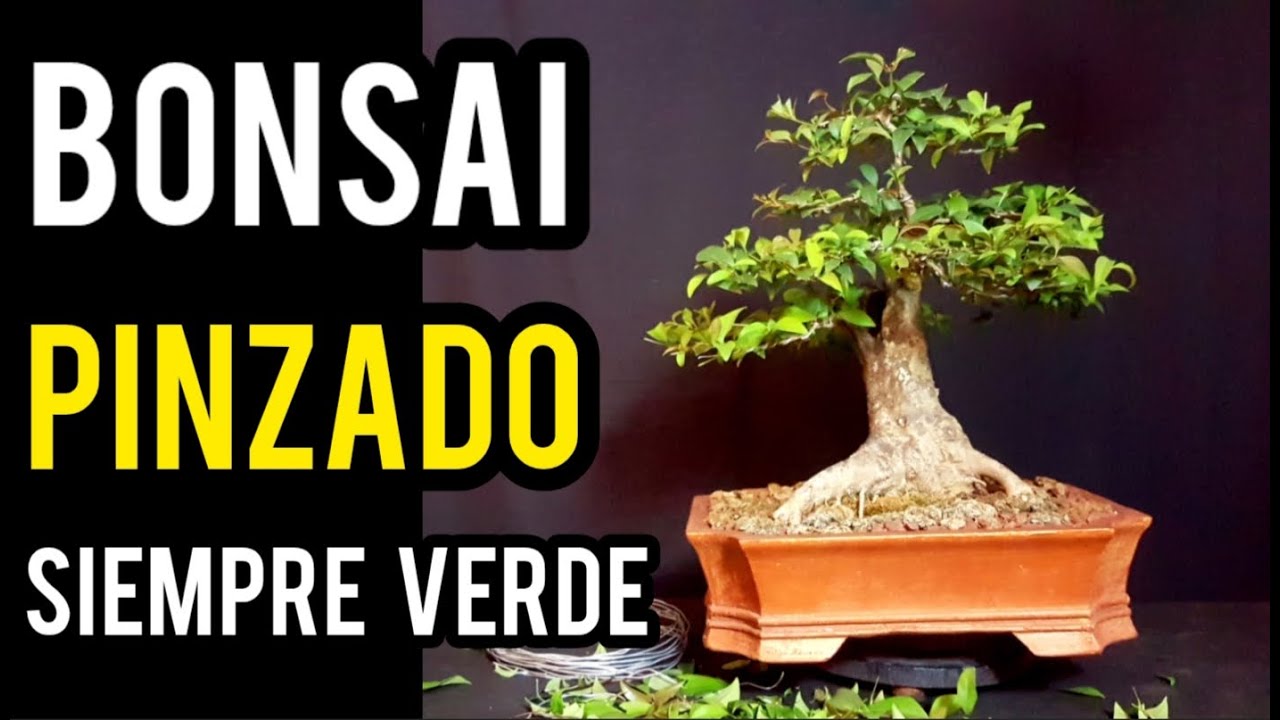 ⚠ COMO HACER UN  BONSAI 