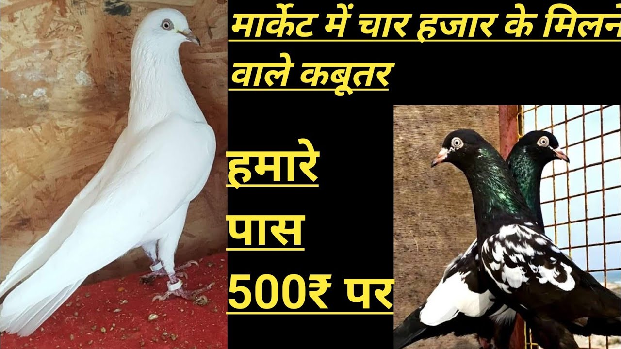 18/3/26  पहली नजर में पसंद आने वाले कबूतर @DASNAPETHOUSE 
