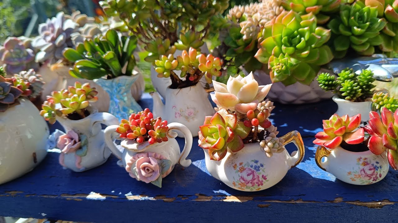 45 mini vasinhos fofos com suculentas!