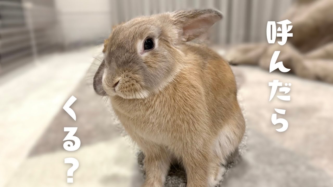 名前を呼んだら本当に来るのかうさぎ検証してみた｜ロップイヤー｜りぷの幸せ時間#16🐰