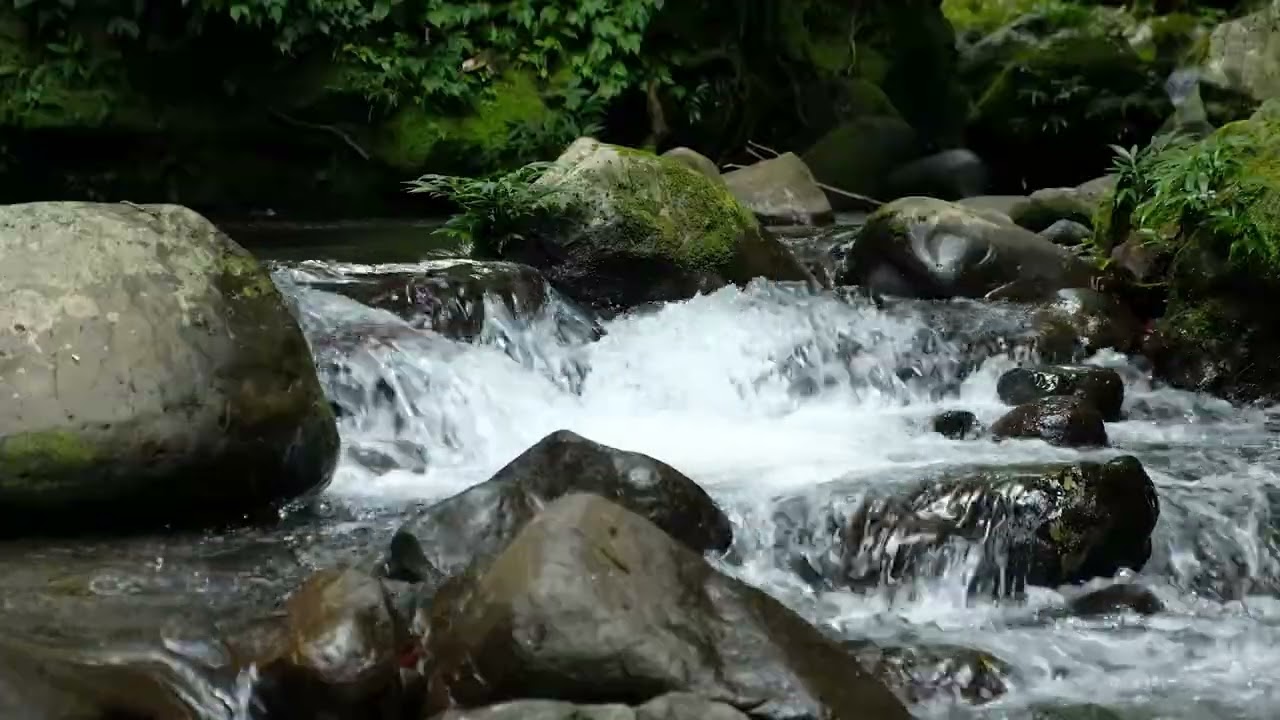 Peaceful River Water Sounds, Light Forest Birds, Calming Natural Ambience
