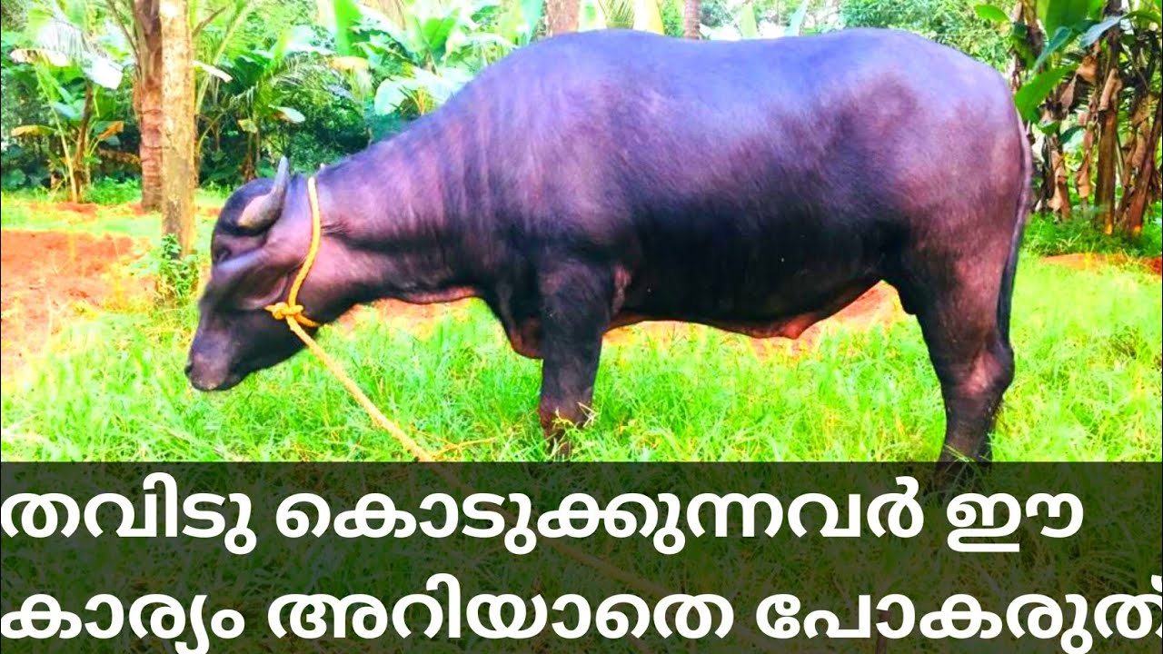 poth valarthal | തവിടു കൊടുക്കുന്നവർ ശ്രദ്ധിക്കുക